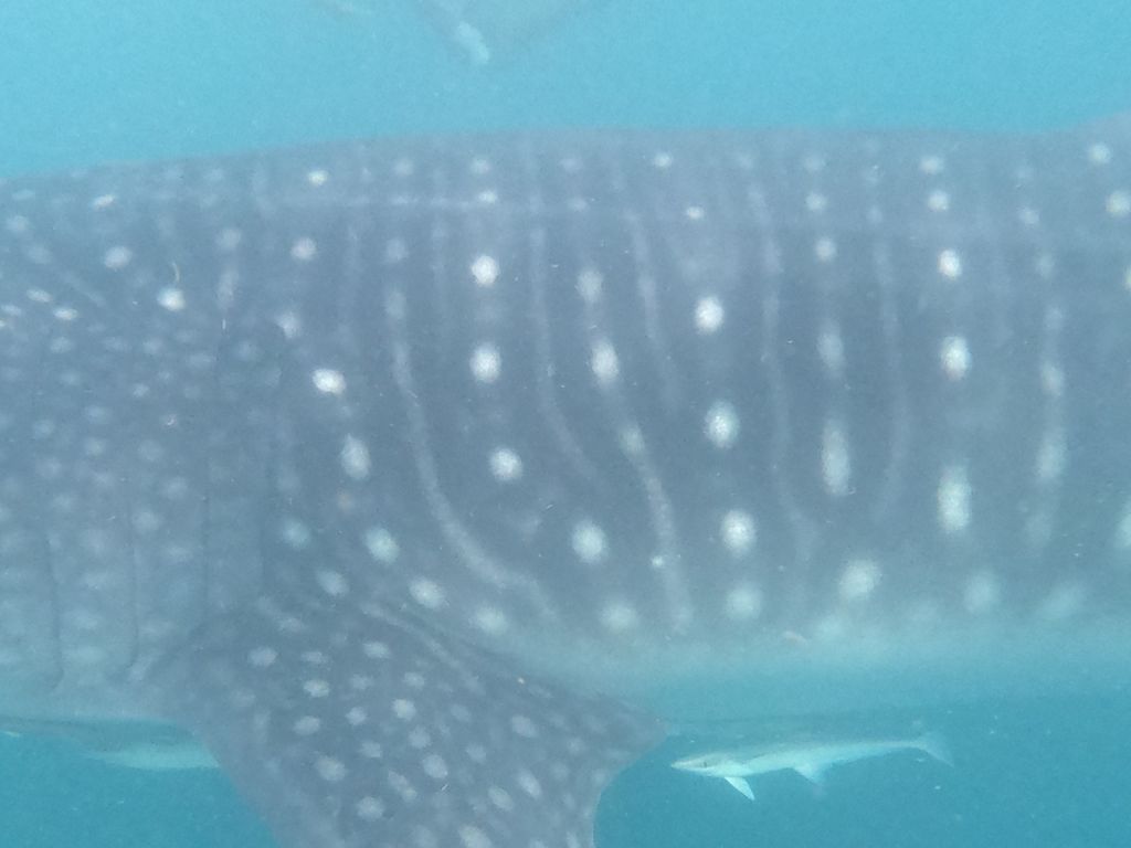 d3f7babd-77e4-414d-ab1f-37e2a04bce72