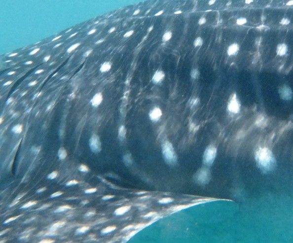 80060728-25cc-4186-a687-493d30c96411