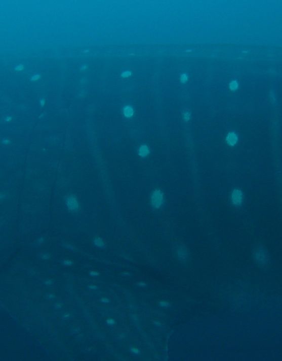 4d9a32cc-fe75-4a20-9171-648ee26a20e7