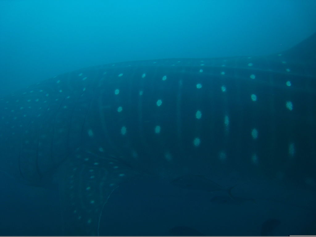 4d9a32cc-fe75-4a20-9171-648ee26a20e7