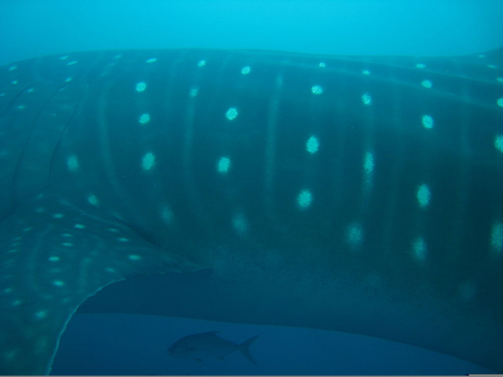 4d9a32cc-fe75-4a20-9171-648ee26a20e7