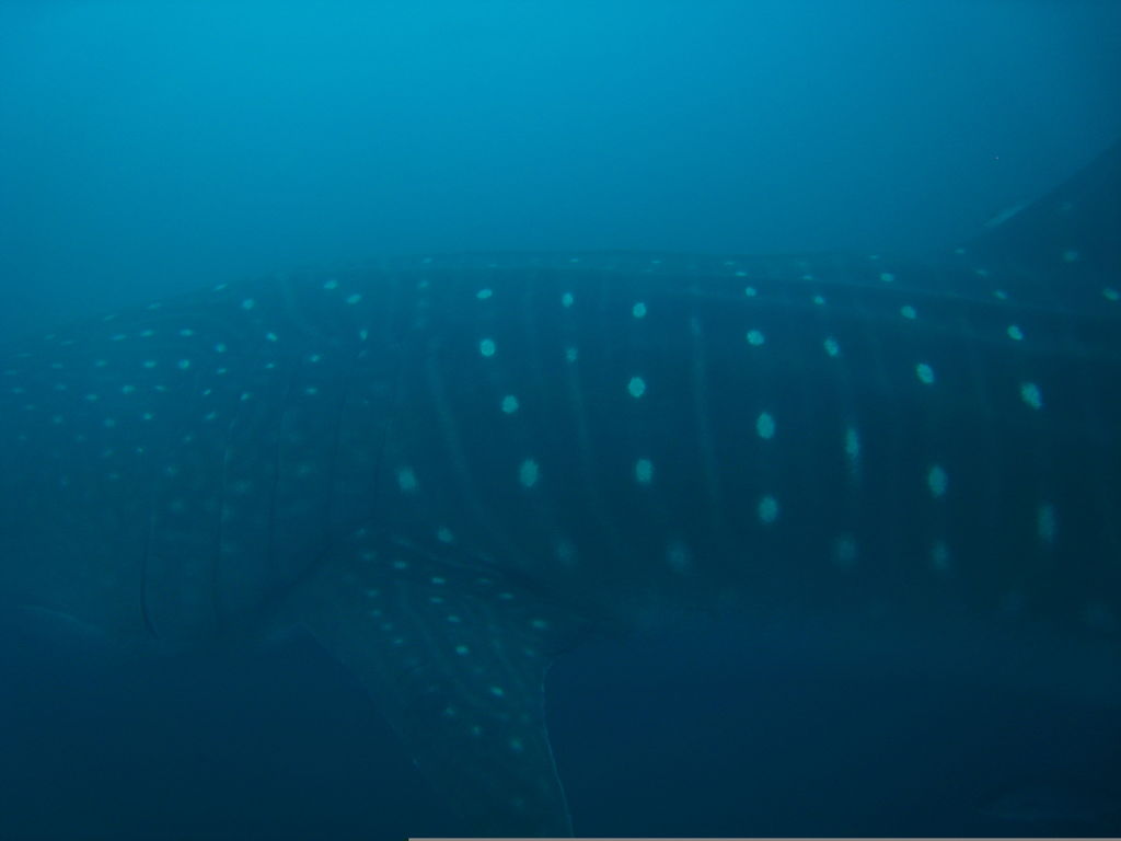 4d9a32cc-fe75-4a20-9171-648ee26a20e7