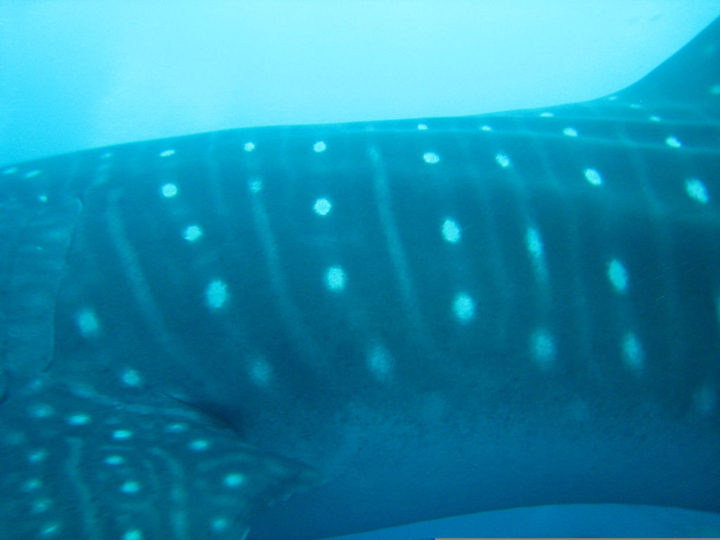 ea094870-dfb0-4b7e-9379-3f09036df7c0