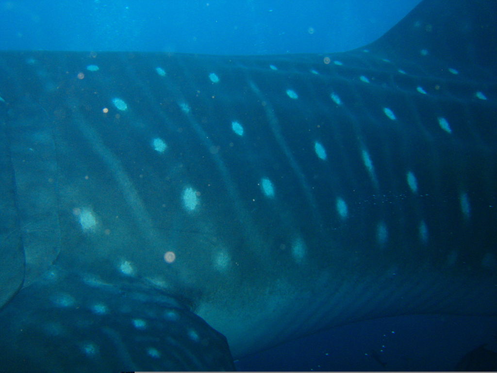 ea094870-dfb0-4b7e-9379-3f09036df7c0