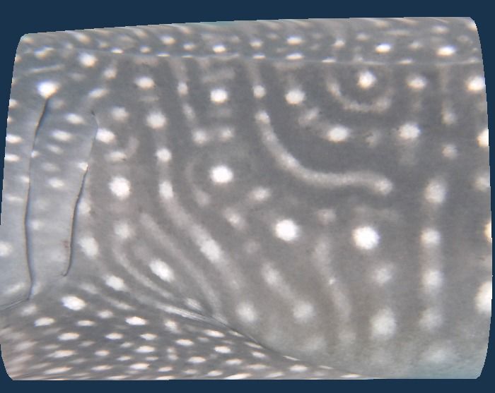 7fd2d62b-6f9a-4387-9e07-e216c41168c1