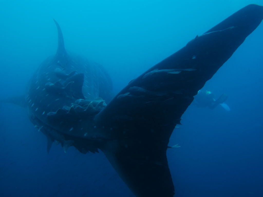 bba6d613-b18f-45ff-8ff9-7a0c4692a2bc