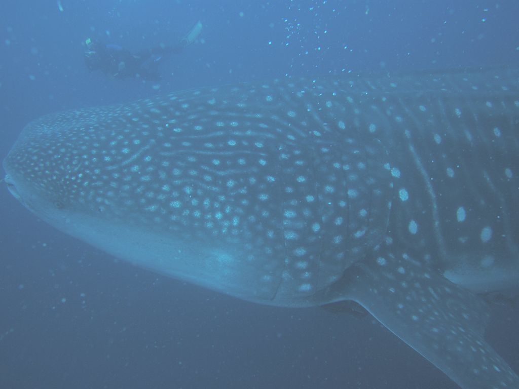 bba6d613-b18f-45ff-8ff9-7a0c4692a2bc