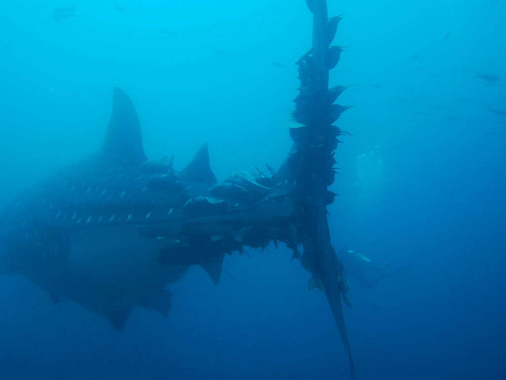 bba6d613-b18f-45ff-8ff9-7a0c4692a2bc