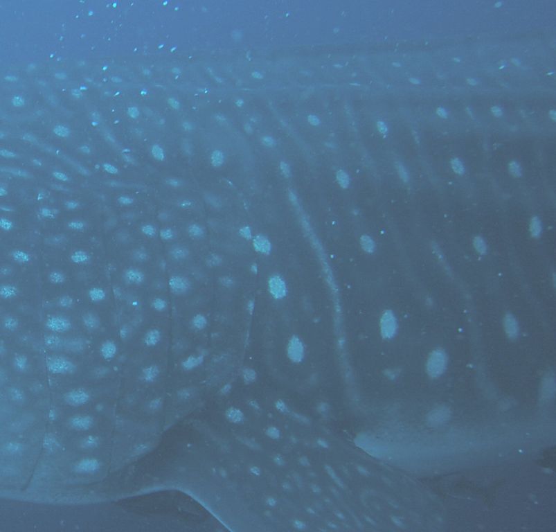 bba6d613-b18f-45ff-8ff9-7a0c4692a2bc