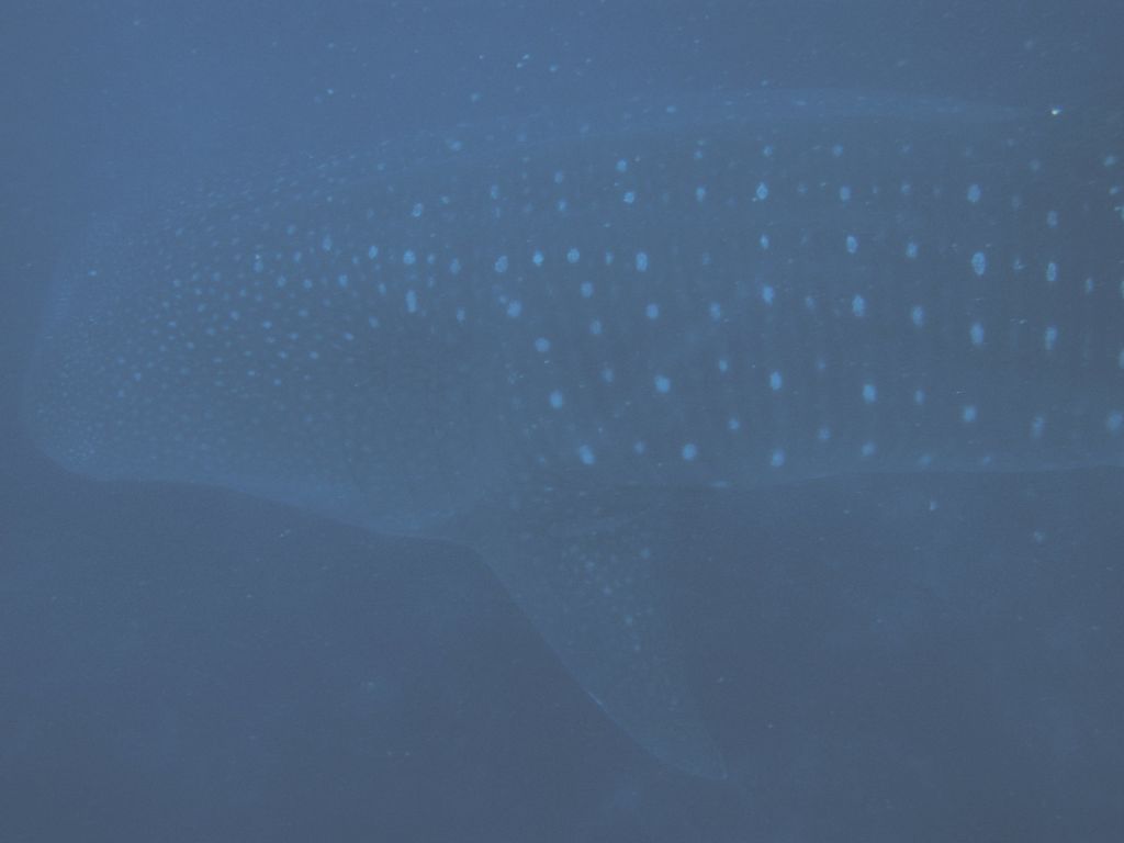 22ff3932-d035-43b1-9dc5-77d0ca5b324f