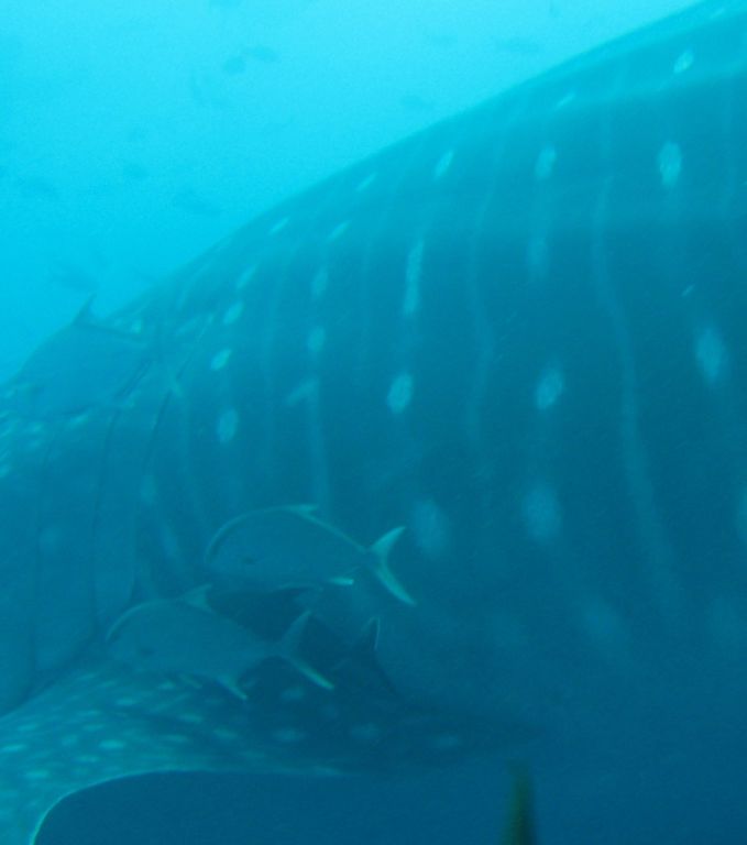 f39ec316-cfc9-4e1b-a812-0bd76901b7a9