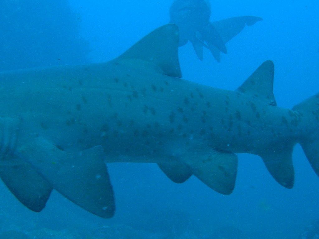 00cf320f-92b0-4568-94ab-e4c77967207a