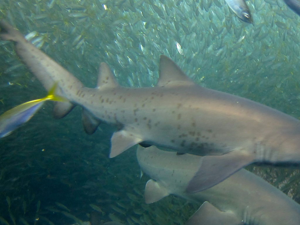 9f19a0fa-d352-4013-a201-544d60430e27