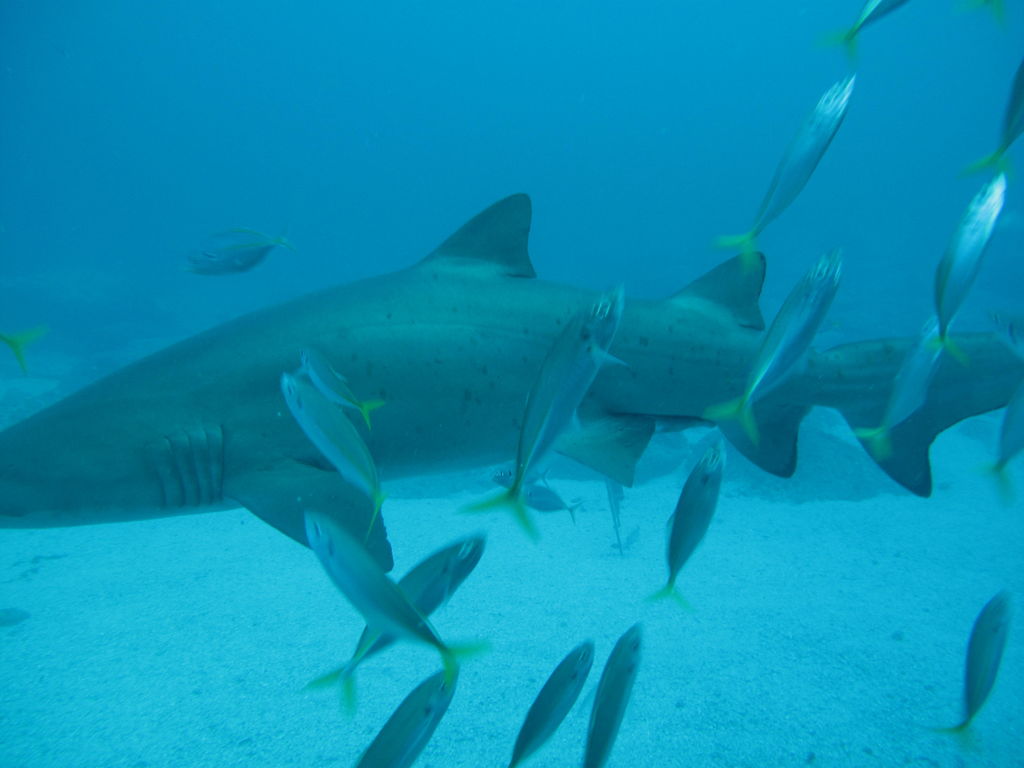 f96b606d-d922-419d-af59-705421db9ddc