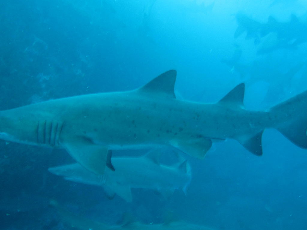 5138d44e-3da4-4128-a10f-8d35b2a87e21