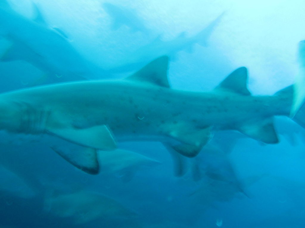 e6fe73ef-a93d-41c8-bac8-28a7e2e4df1f