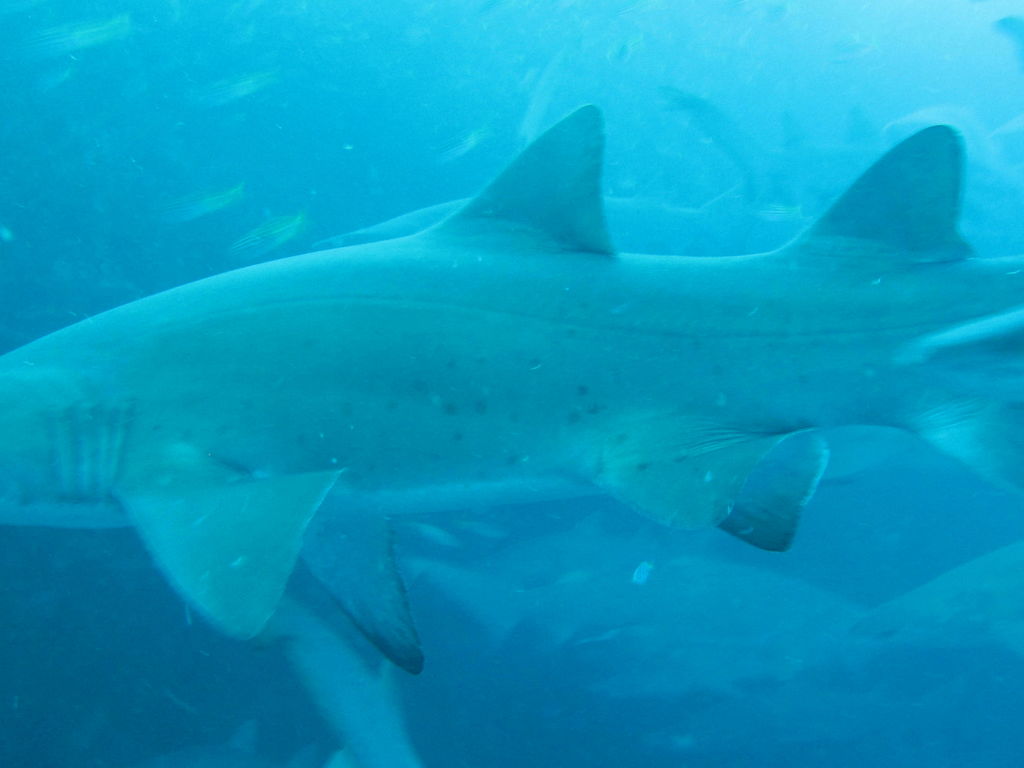 305e979a-24fc-4e80-bb3f-bdefd46295c7