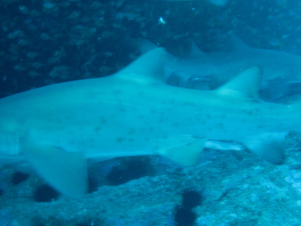 9d581e3c-12b6-467a-b861-3b05958a9257