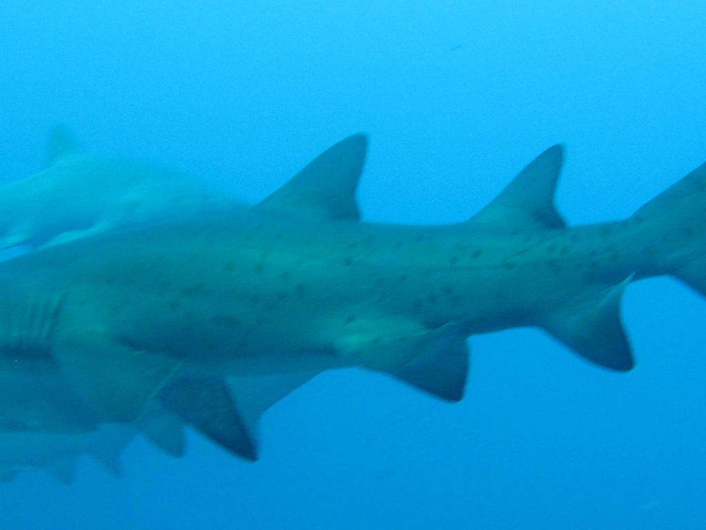 fd13f528-0a00-472c-9a48-b0b602114a13