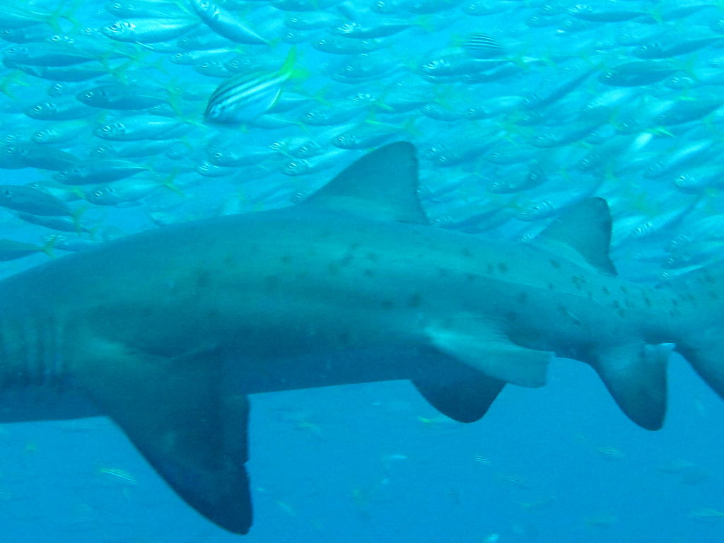 b10b7fec-d93e-4dea-8630-ce4712081558