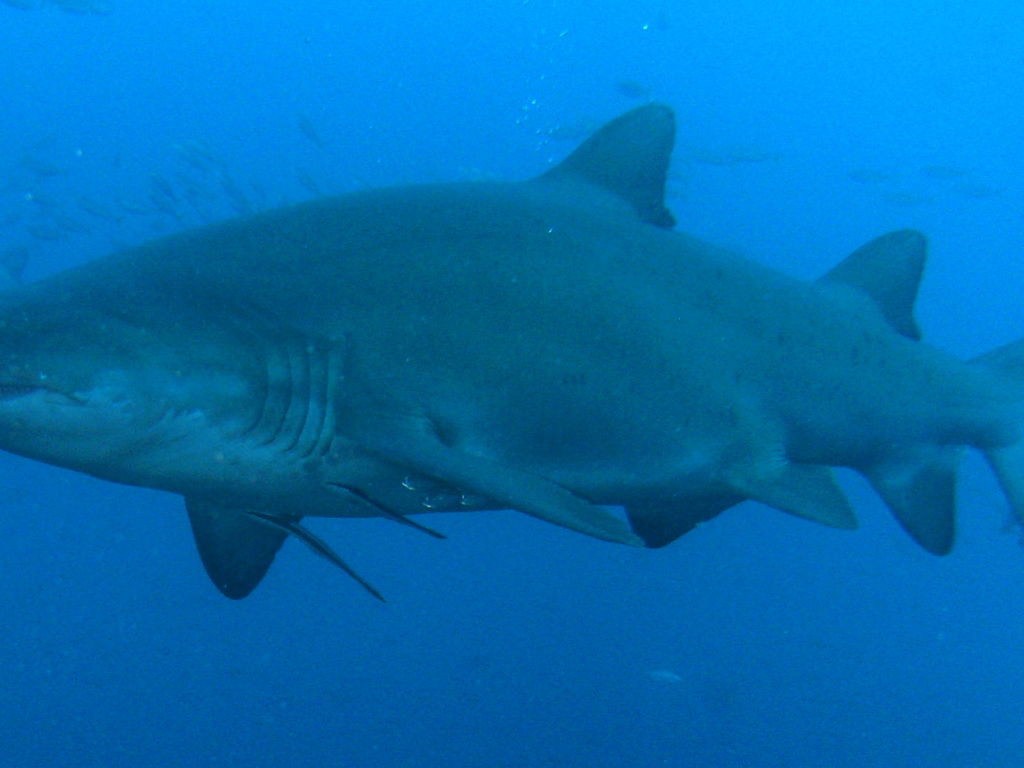 a74fda27-7fd0-4ecb-8e61-cced5b1d2928