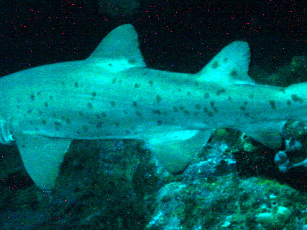 798994a5-f646-4a18-be49-897e03a7c94d