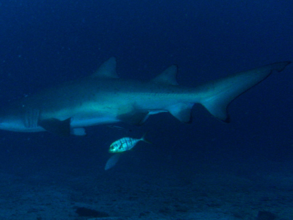 d9020d50-531c-4ee9-afb3-ca623b0b9f7f