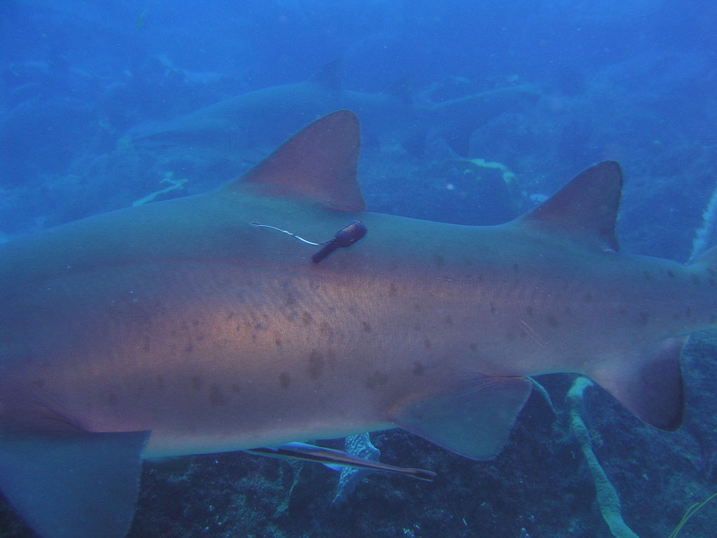 8bf1df1c-2c14-476d-9bac-c8cf08ad18f7