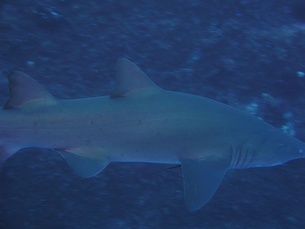 6a018f52-7870-4d4b-947e-4f109a4ae12c