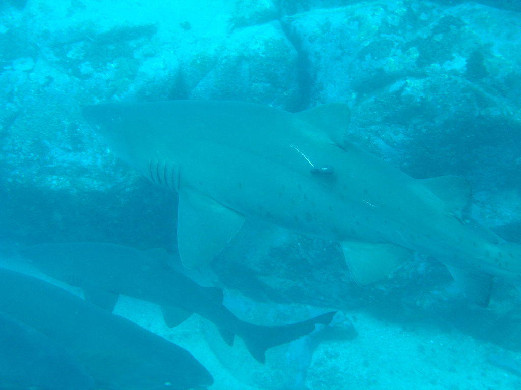 8bf1df1c-2c14-476d-9bac-c8cf08ad18f7