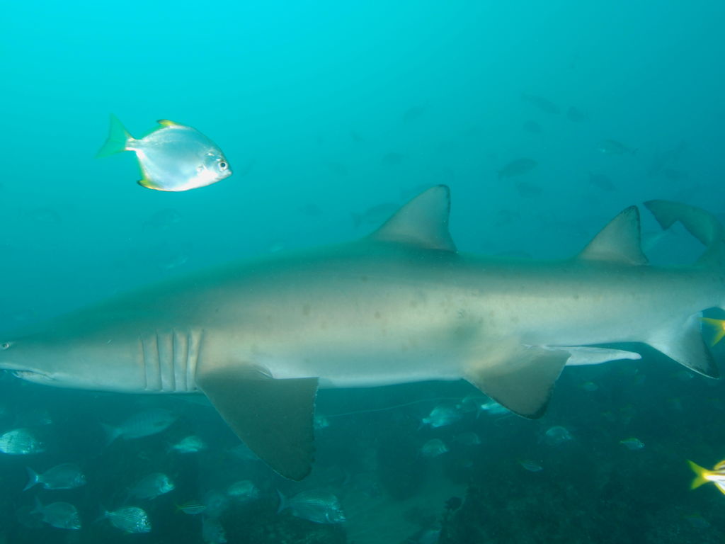 9d5e13e6-cdbe-4098-82f8-4cc9e5d540e1