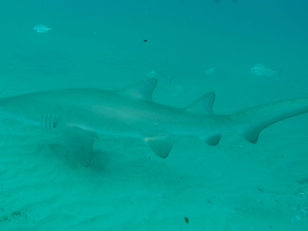 a86d41de-f027-468f-a624-34a980874745