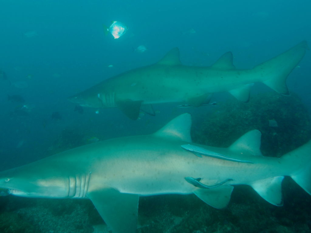 f76cebbb-f113-48a8-b47e-c0f81f94bbc6