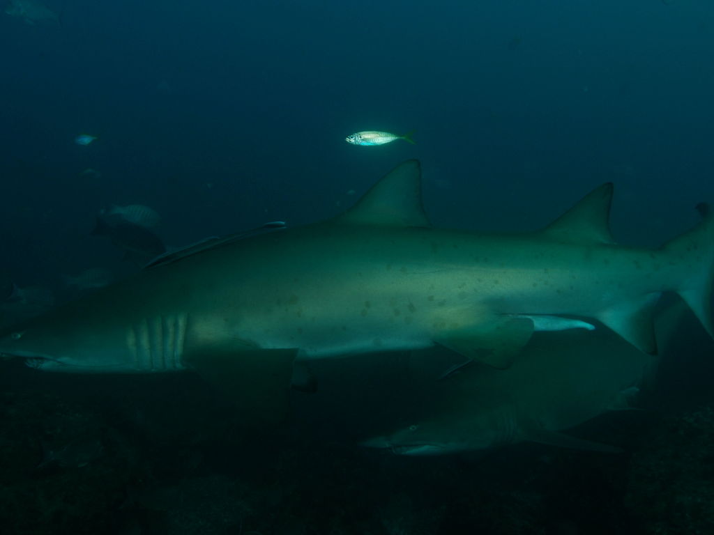 824fcc54-4f7a-44cf-aee1-122c26dfabdb