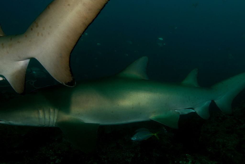 09932c54-b14c-4aa8-9172-b46f1219708a