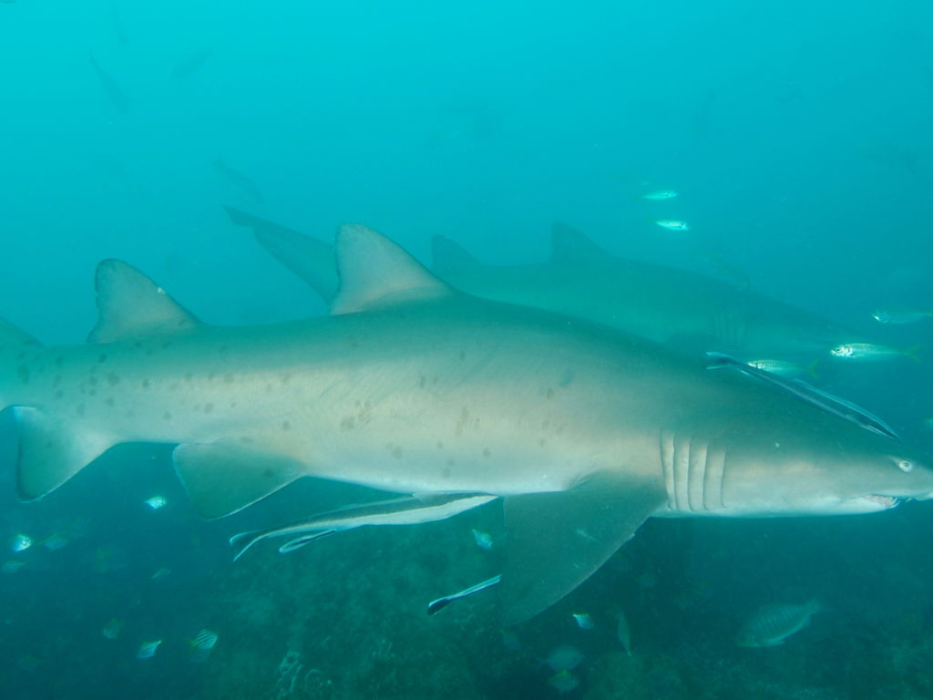 d5e8946e-5916-4606-8478-ce33e6e8975e