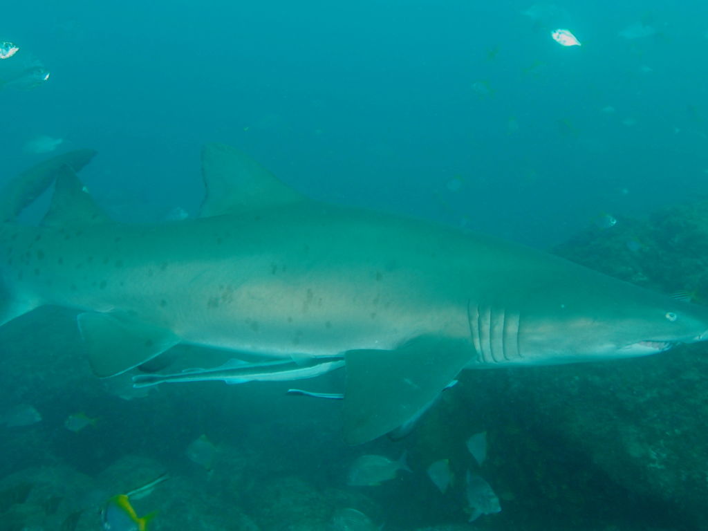 d5e8946e-5916-4606-8478-ce33e6e8975e