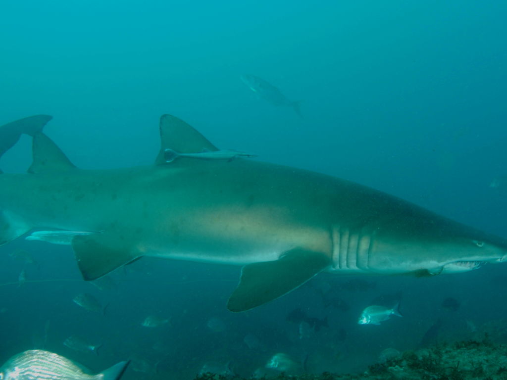 9d5e13e6-cdbe-4098-82f8-4cc9e5d540e1