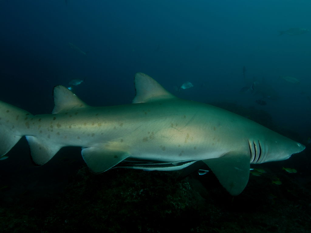 d5e8946e-5916-4606-8478-ce33e6e8975e