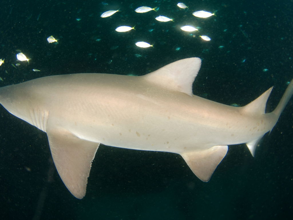 83ab0ebf-0877-4936-88d4-90123a536bc0