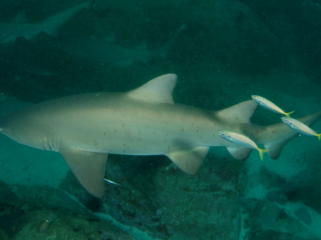 54579fd5-d58d-4f1d-8db1-9a6f9d5297d7