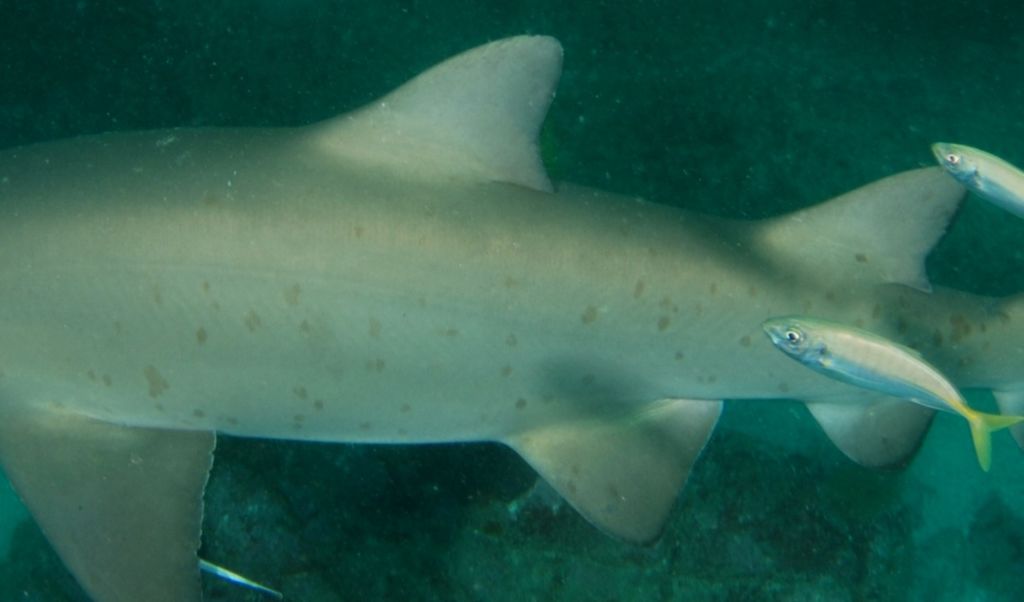 54579fd5-d58d-4f1d-8db1-9a6f9d5297d7