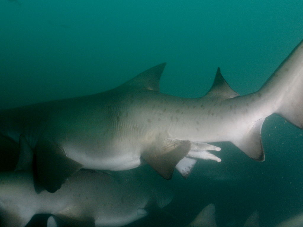 768faf92-ce76-47c1-ba05-08d73fde96e1