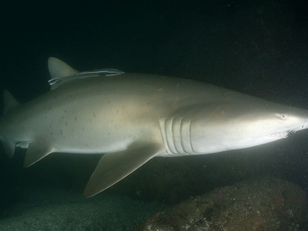 5345082a-d483-49be-8d71-071f70aae060