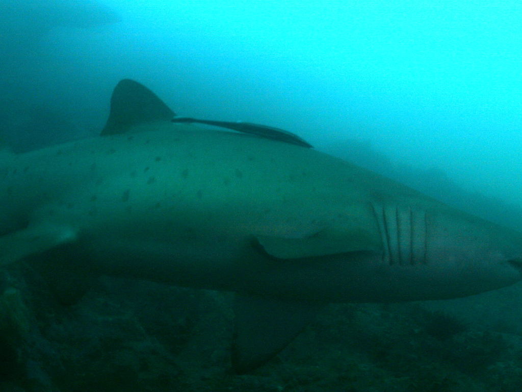 5345082a-d483-49be-8d71-071f70aae060