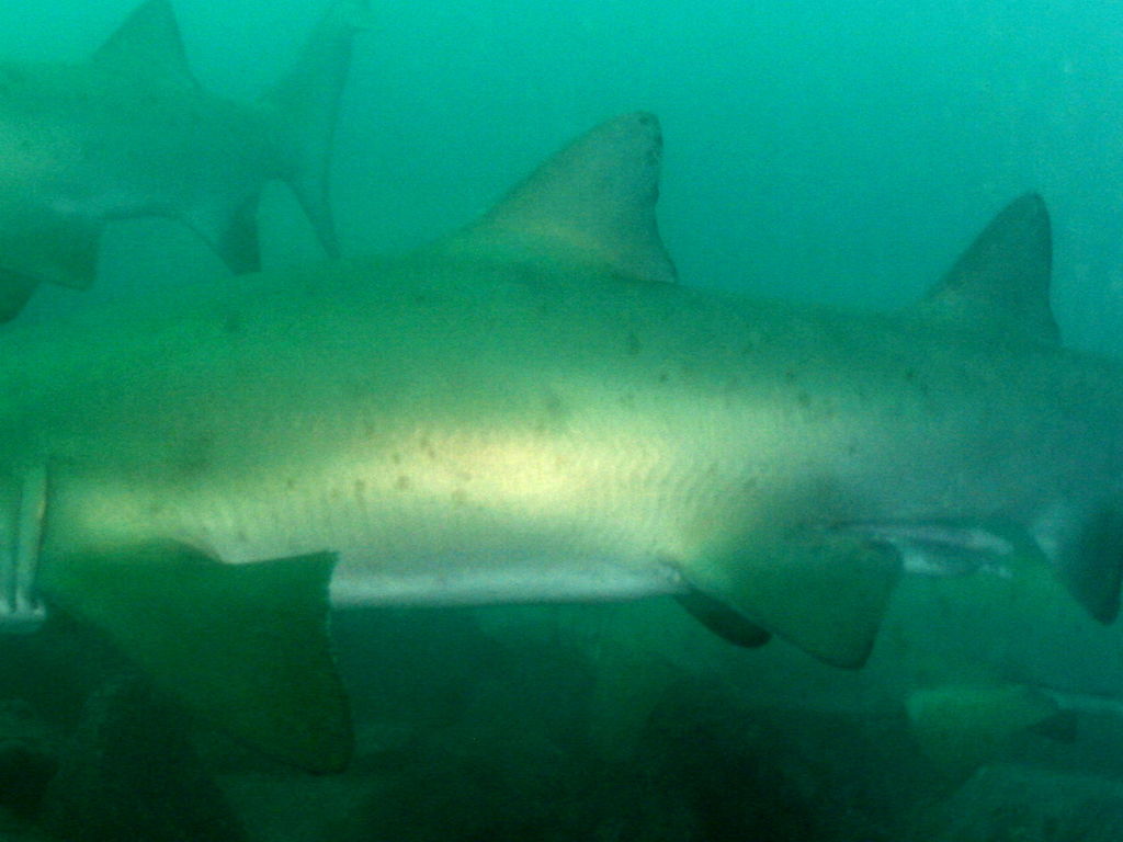 42545504-8b9f-42ca-ab0f-a0b66f94594c