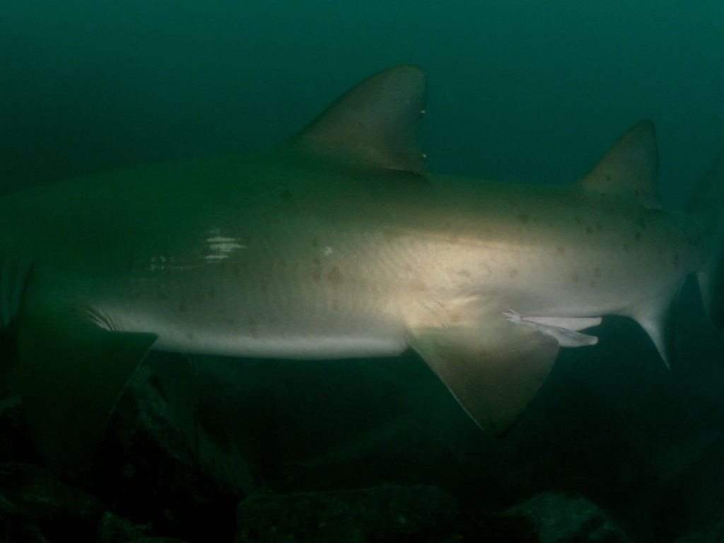 32e36f83-1e38-4cf4-8dcb-573ece78b6af