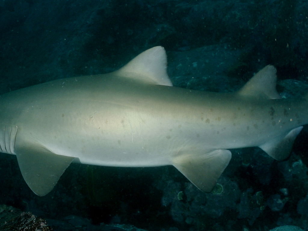 74ea846d-7e62-4781-afa5-79e52ad9338a