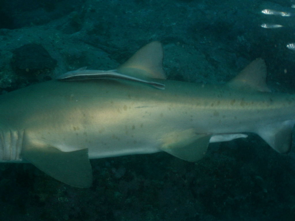 5345082a-d483-49be-8d71-071f70aae060