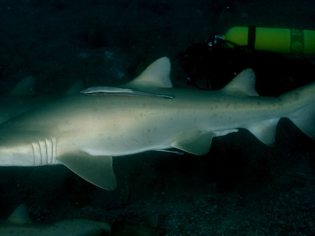 5345082a-d483-49be-8d71-071f70aae060